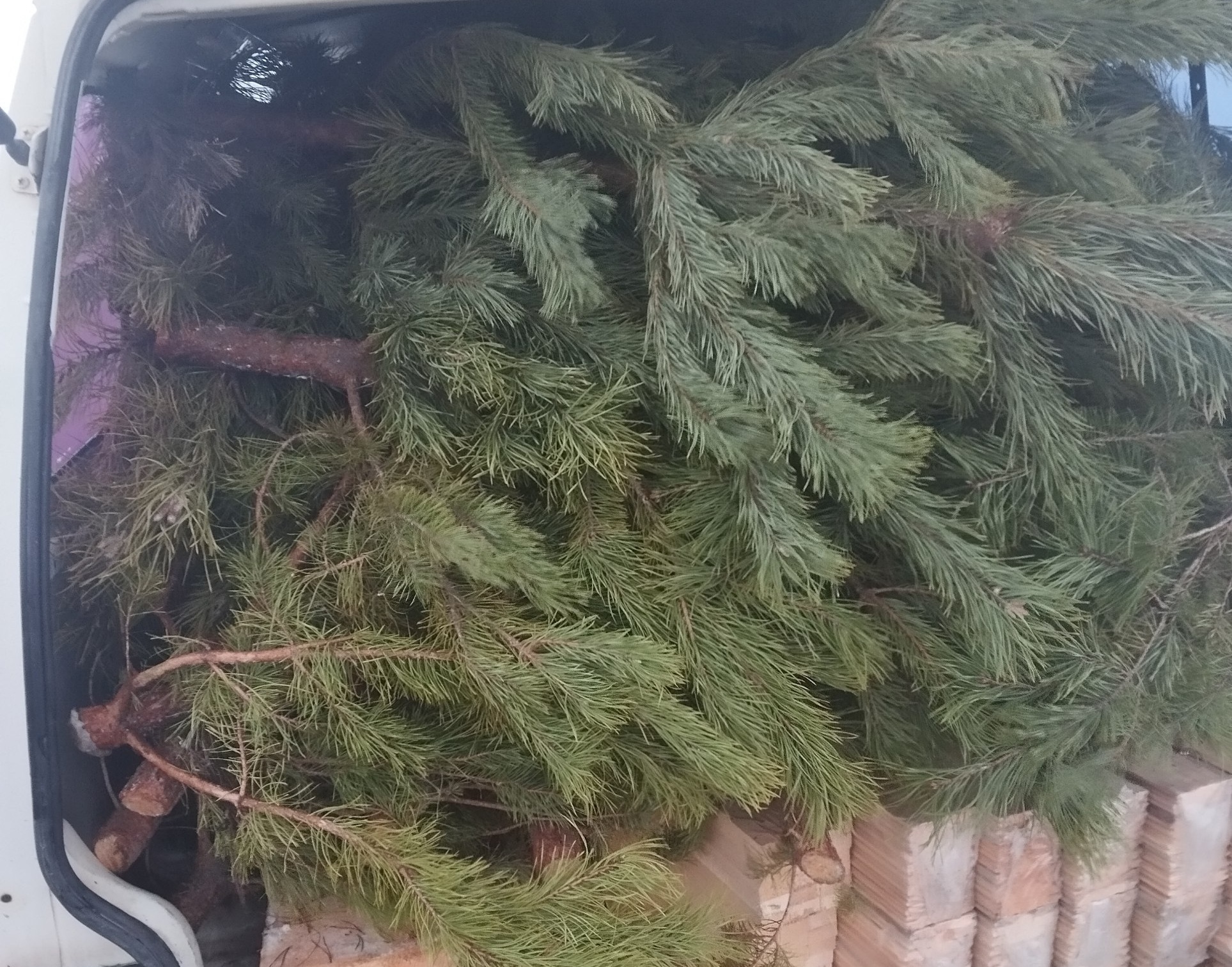 Саратовцы пытались незаконно вывезти в Казахстан новогодние ёлки